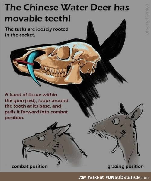 The Chinese Water Deer has moveable teeth