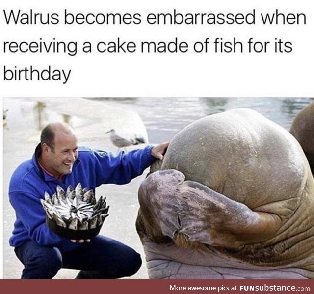 Walruses are the cutest