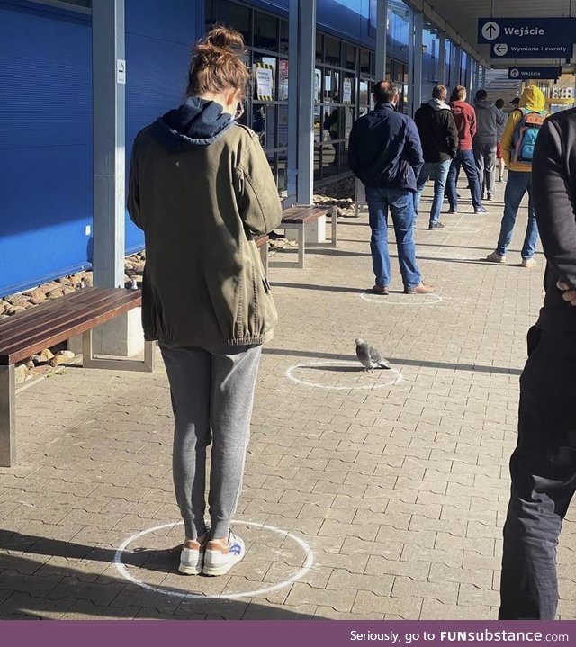 Social distancing, even pigeons are doing it