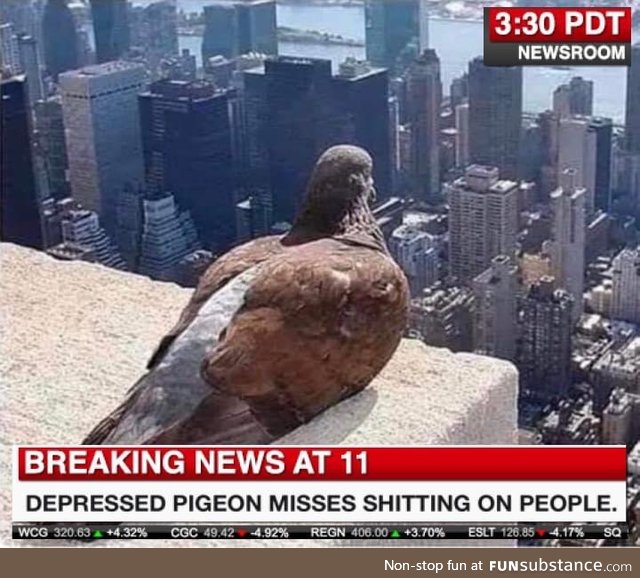 Sorry pidgey, you just gotta wait a little bit longer