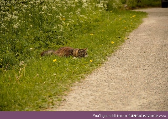A little something for the cat lovers here