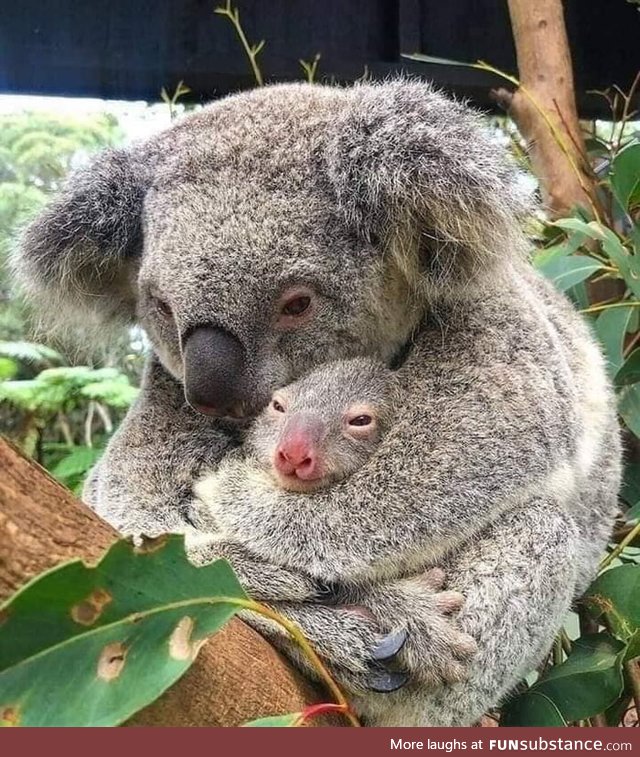 Australia is burning