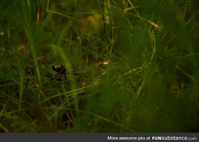 A little amphibian sneakret for our frog lovers