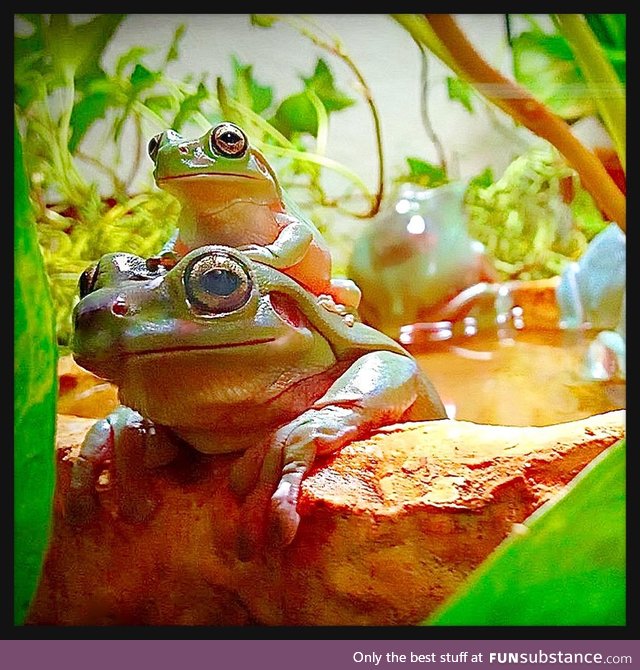 Froggo Fun #116 - Master Toada Training Young Bogwalker