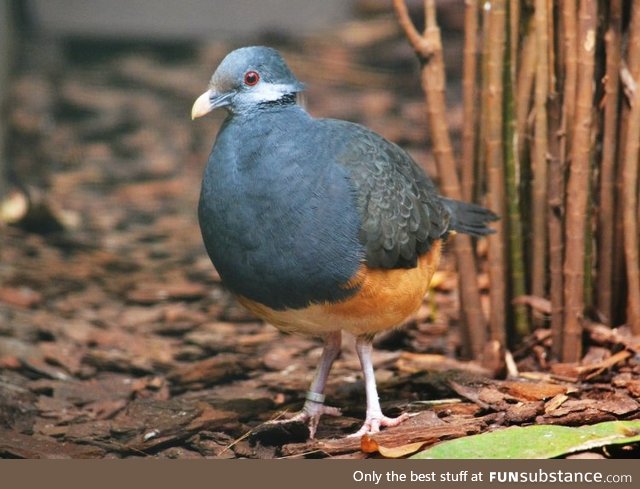 Thick-billed Ground-pigeon (Trugon terrestris) - PigeonSubstance