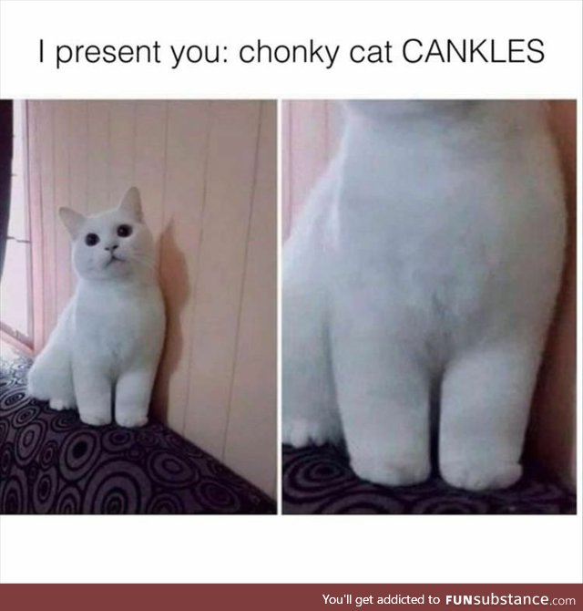 Fluffy Cat Ankles