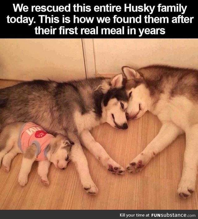 Husky Family Rescued