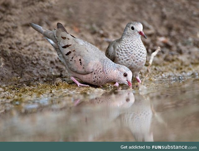 Common ground dove (Columbina passerina) - PigeonSubstance