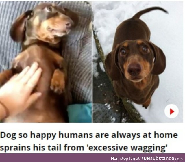 Good boi sprains tail