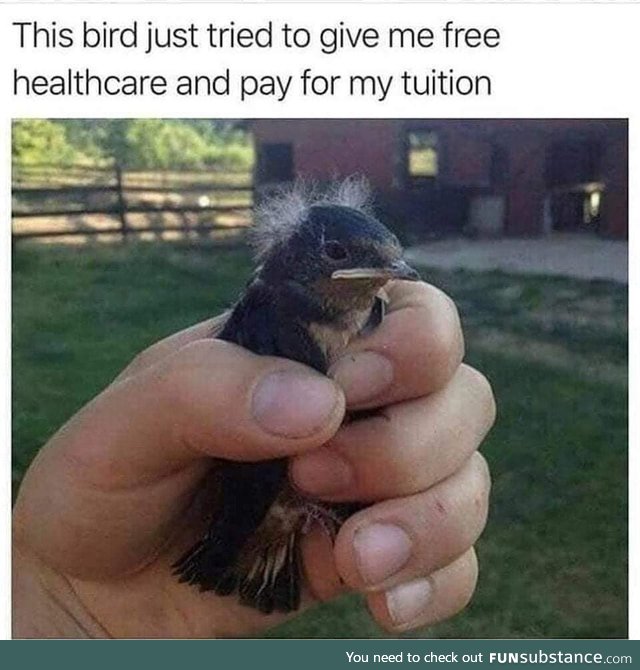 Ha! "bird" ...Yeah right