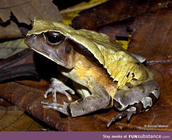 Froggo Fren #105 - Channing's Toad