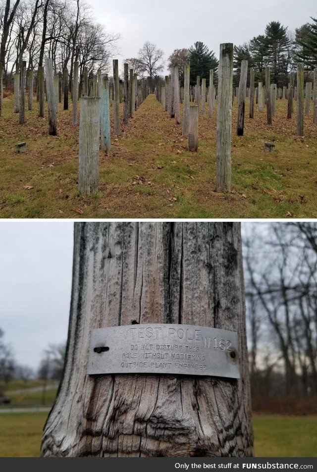 A telephone pole farm from the 1920's, where Bell Laboratories tested pole types