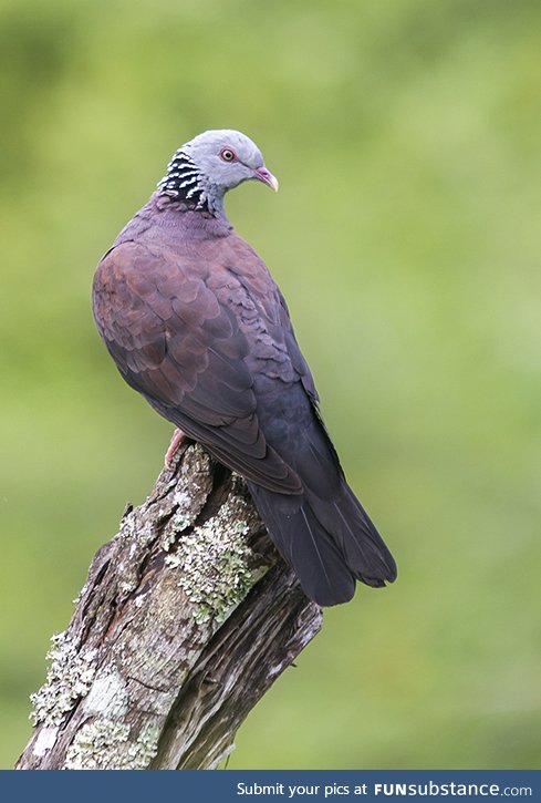 Nilgiri wood pigeon (Columba elphinstonii) - PigeonSubstance