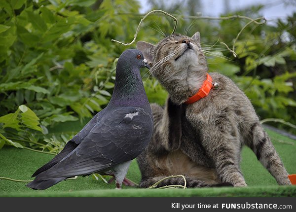 Today's a good day, because it's caturday