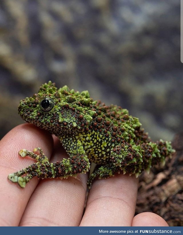 Corona Froggo