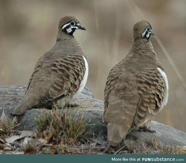 Squatter pigeon (Geophaps scripta) - PigeonSubstance