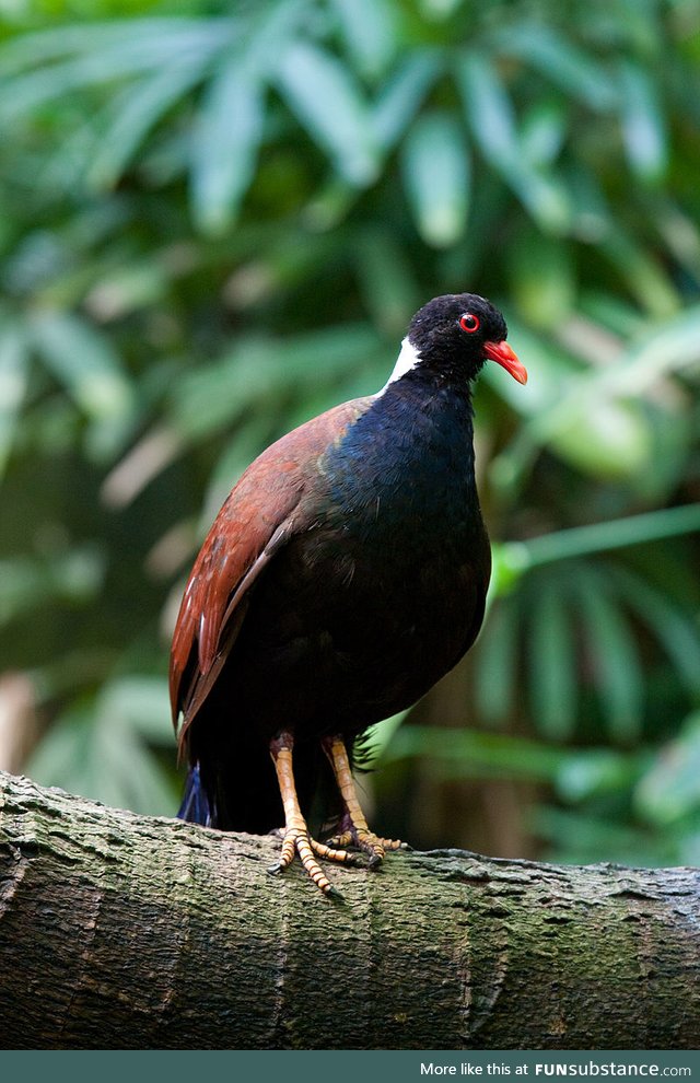 Pheasant pigeon (Otidiphaps nobilis) - PigeonSubstance