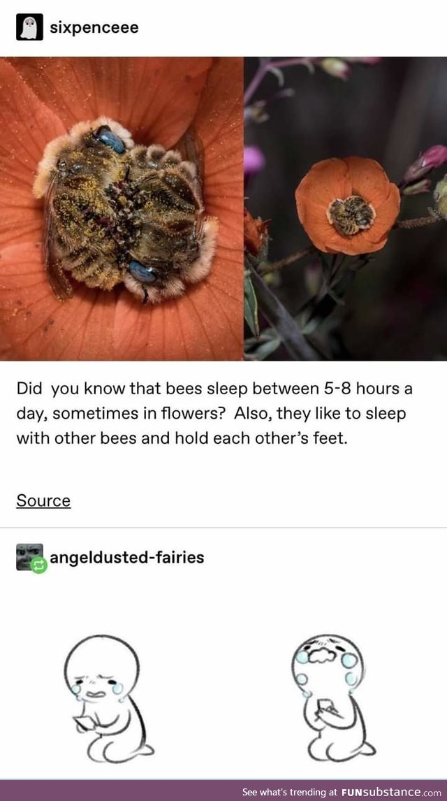 Bees are so freaking cute, BTW