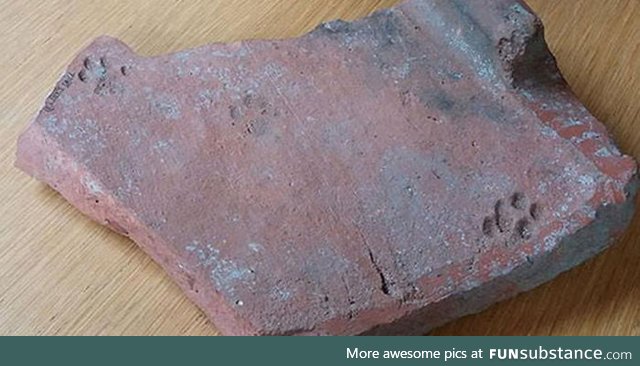 Cat's paw prints found on 2000 year old Roman clay roof tile