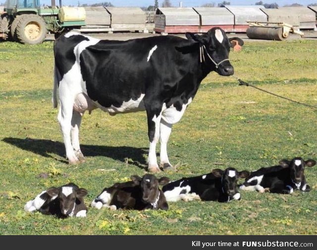 A 1 in 180 million chance - cow has quadruplets. They were named Eeny, Meeny, Miny, and