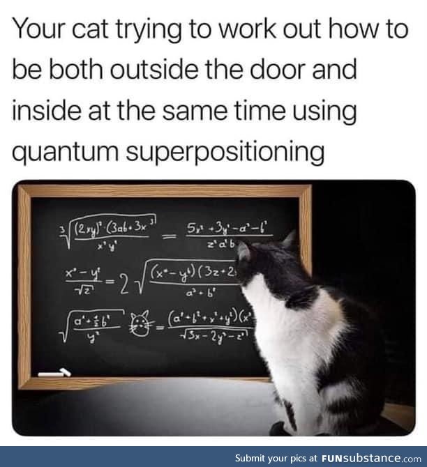 Quantum cat