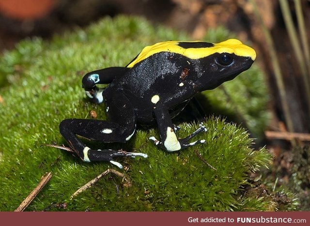Froggo Fren #110 - Dyeing Poison Dart Frog