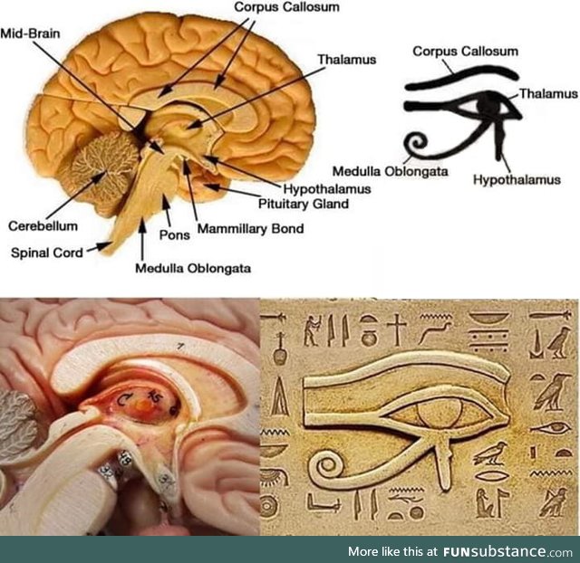 The eye of horus from ancient egypt represents the inner part of the brain. A significant