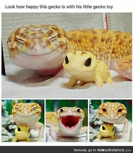 Let's Put A Smile On That Face [Leopard Gecko]
