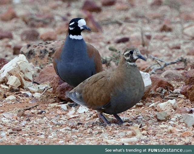 Flock bronzewing (Phaps histrionica) - PigeonSubstance