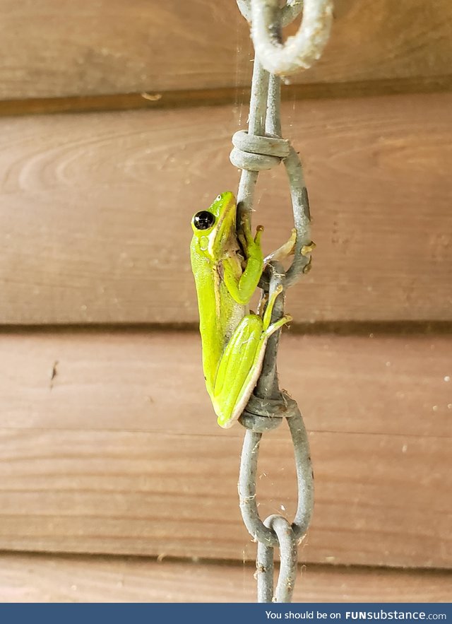 Froggo Fun #152 - Climbing up the Chain of Command