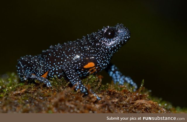 Froggo Fren #111 - Melanobatrachus indicus
