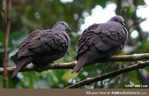 Dusky pigeon (Patagioenas goodsoni) - PigeonSubstance