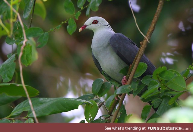 Andaman wood pigeon (Columba palumboides) - PigeonSubstance