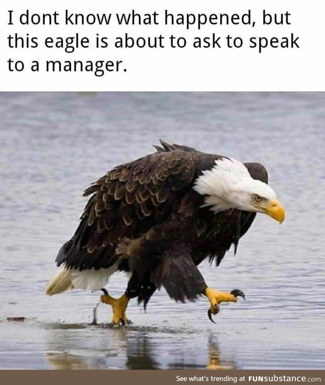 Mad as hell and he's not gonna take it anymore [Eagle would like to speak to a manager]