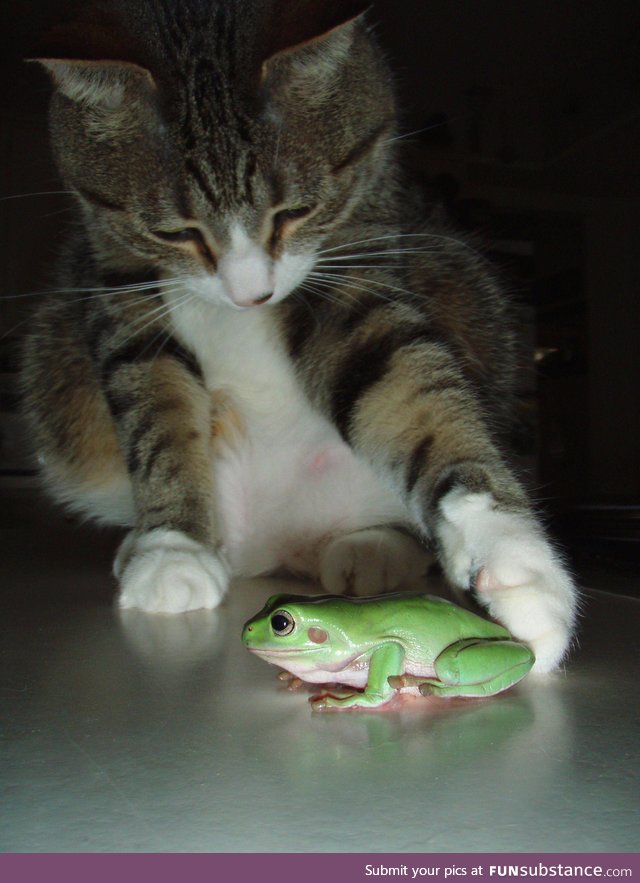 Froggo Fun #155 - "He touched the butt."