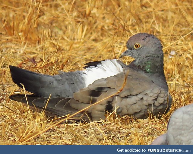 Yellow-eyed pigeon or pale-backed pigeon (Columba eversmanni) - PigeonSubstance