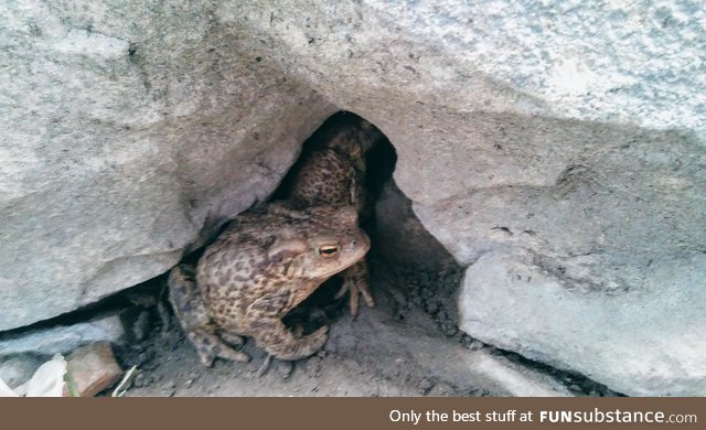 Froggo Fun #156 - Emerging from the Basement after a Game of D&D
