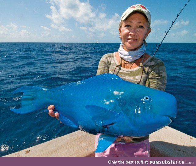Fishy Fun Day #14: Special Edition, Blue Parrotfish