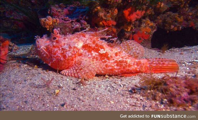 Fishy Fun Day #25: Scorpionfish @happy_frog