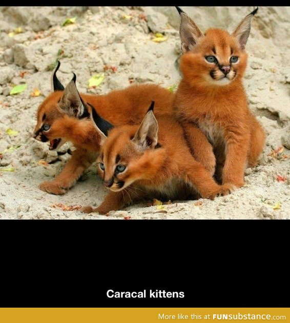 Caracal kittens