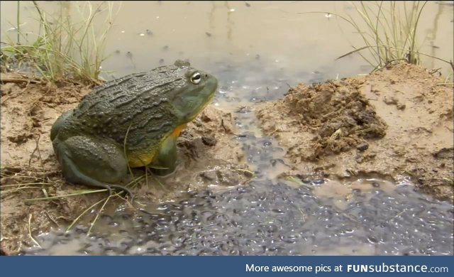 Froggo Fun #180/Special - Happy Father's Day!