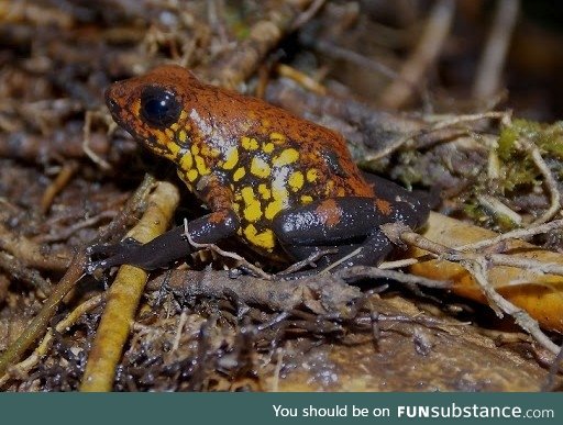 Froggo Fren #115 - La Brea Poison Frog