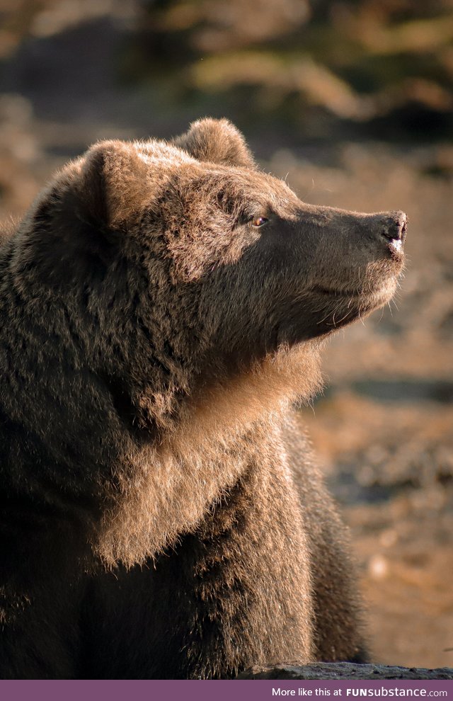 Bear at my local animal conservation centre (taken by me)