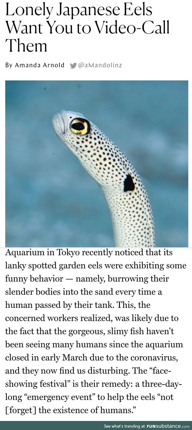 Video-calling Lanky Eels sounds like a neingag title... but it's accurate