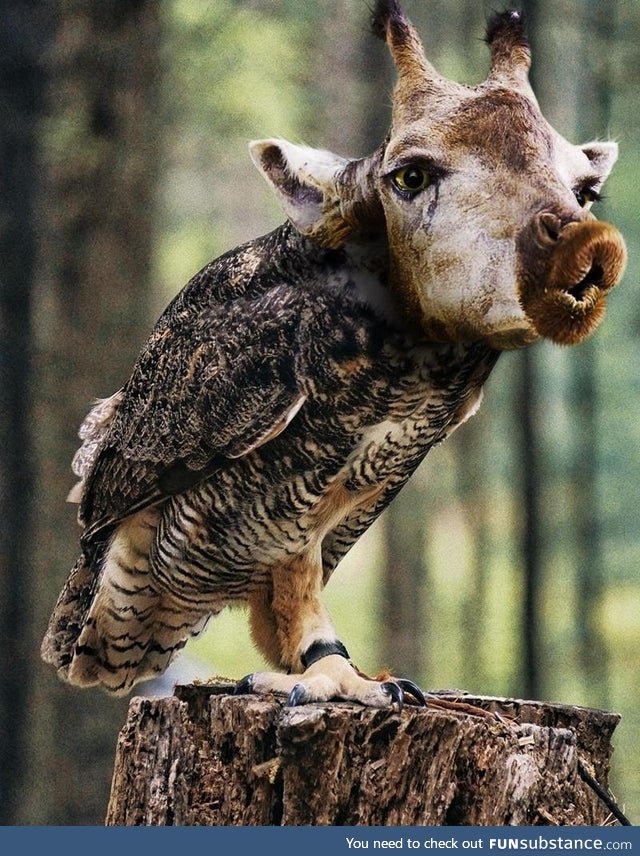 Olaf the Owlaffe