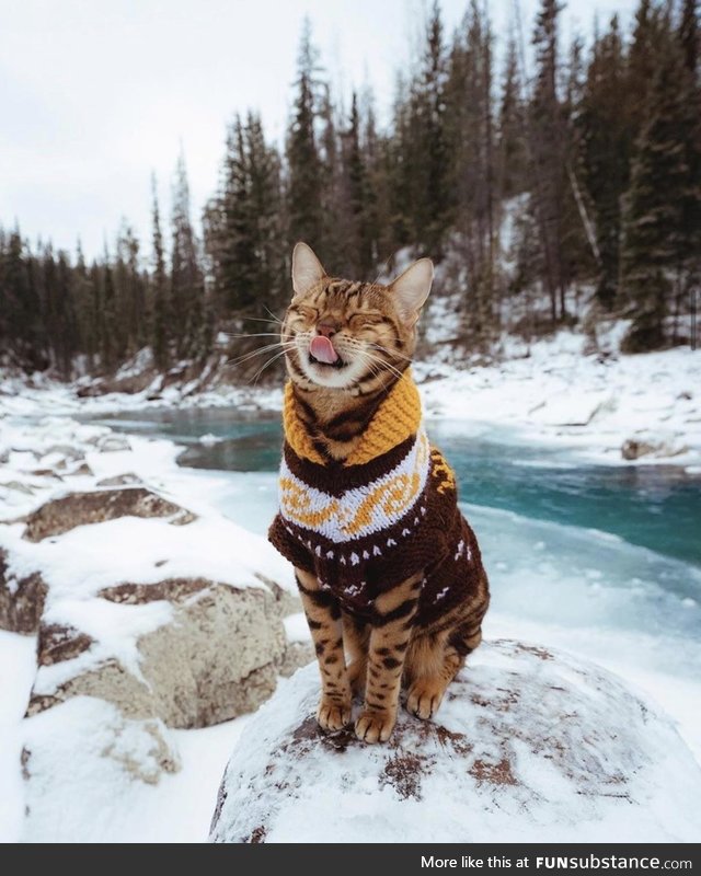 Kitty cat enjoying the outdoors