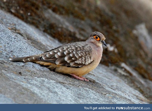 Bare-faced ground dove (Metriopelia ceciliae) - PigeonSubstance