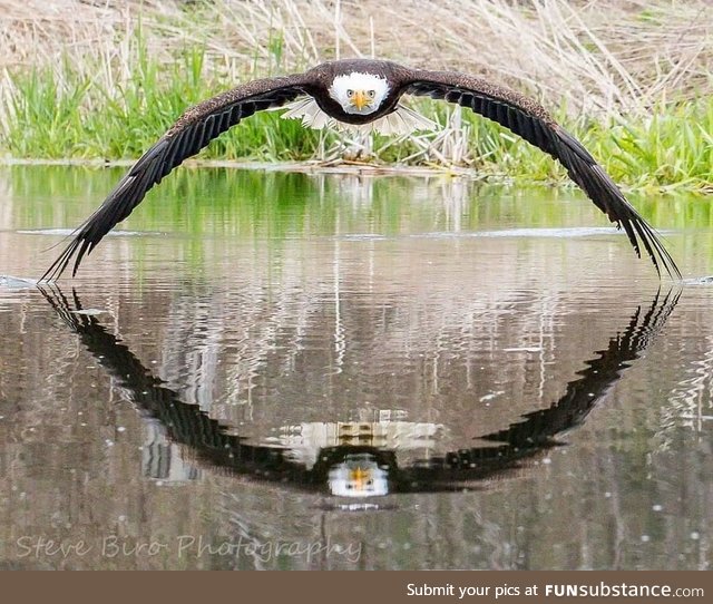 Symmetrical reflection of a bald eagle