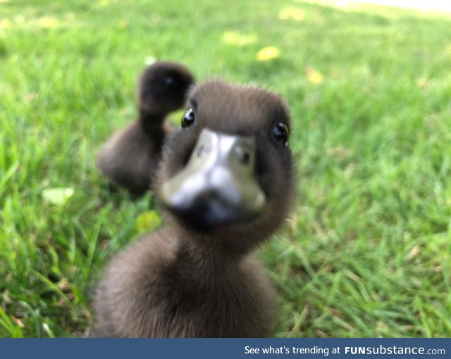 Wanted to share the cuteness of my Cayuga ducklings