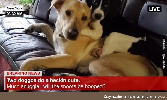 Barking news